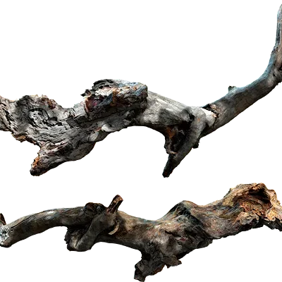 tree branch 016 — Descargar