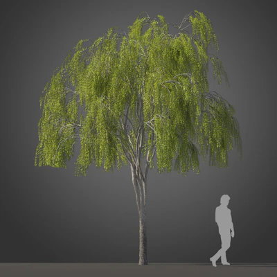 subtropical trees 020 — Скачать