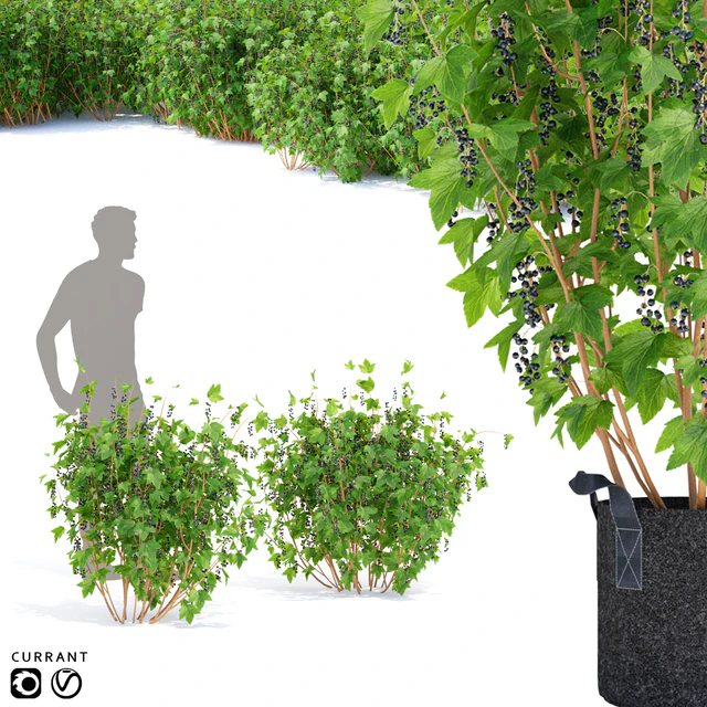 Currant bushes | Currant — Descargar