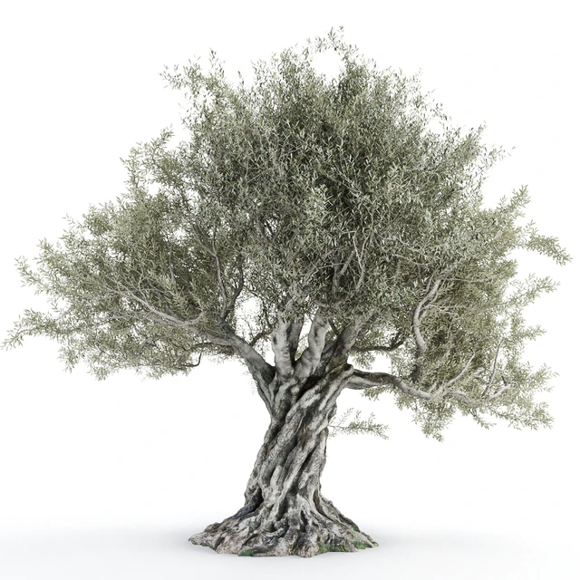 Olive tree 2 — Descargar