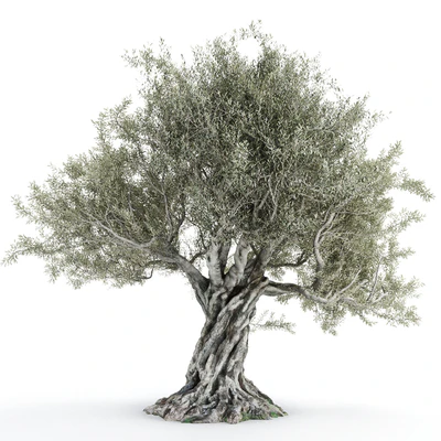 Olive tree 2 — Ver 1