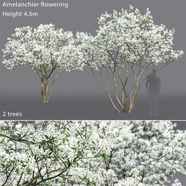 Amelanchier — Descargar