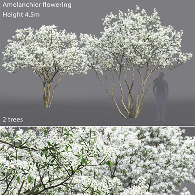 Amelanchier — Ver 1