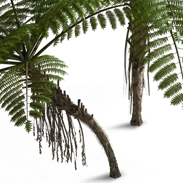 Treefern dicksonia antarctica — Descargar