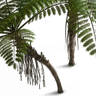 Treefern dicksonia antarctica — Ver 3