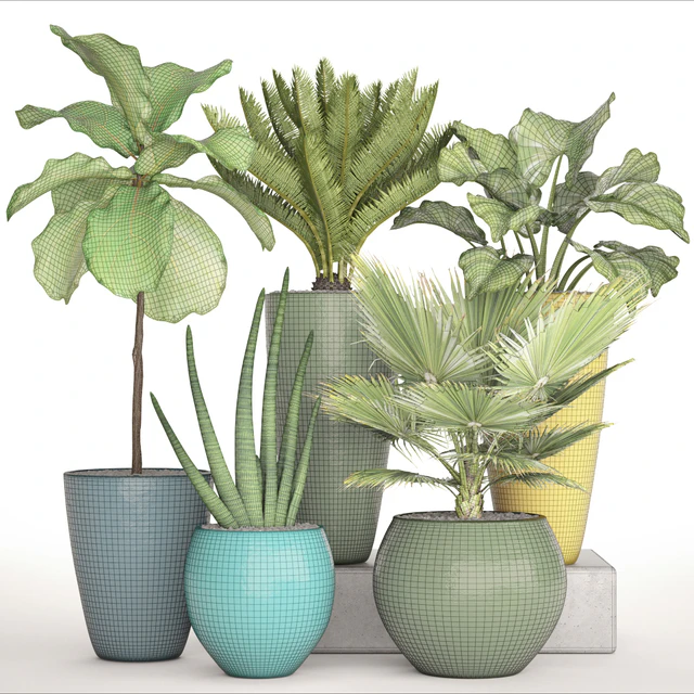 A collection of plants in pots. Cycas, Ficus lyrata, bush, fan palm, alocasia, pot, flowerpot, flower, Sansevieria — Download