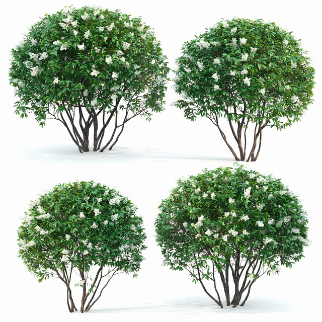 Ligustrum flowering — Descargar