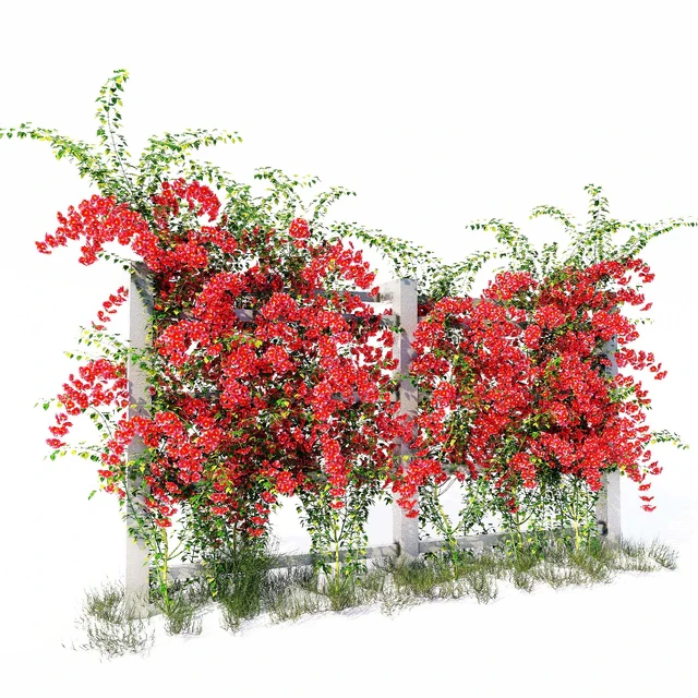 Bougainvillea — Descargar