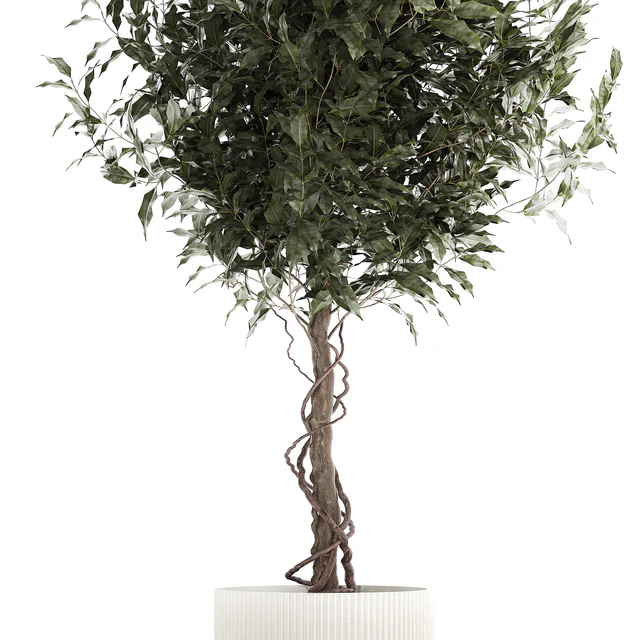 Beautiful interior tree in a modern pot Ficus benjamina. 1232 — Descargar