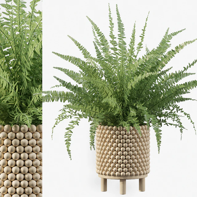 Plants collection 035 - Fern 03 — Descargar