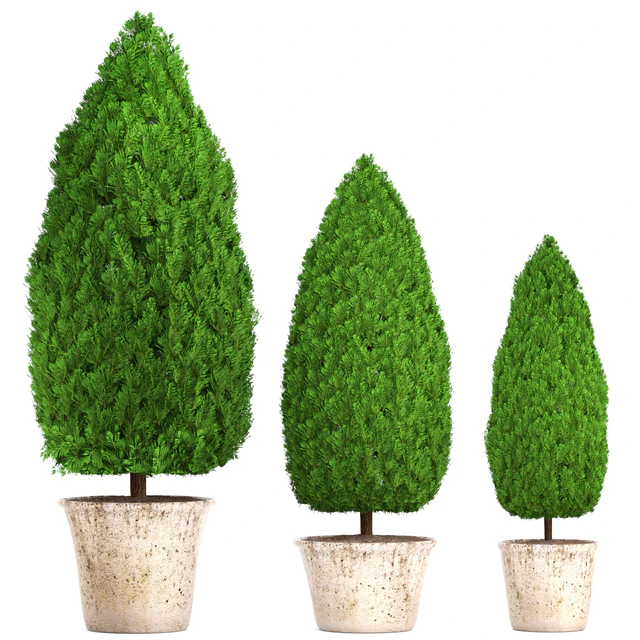 Collection of plants 127. Cupressus. garden trees, garden plants, cypress, thuja, pot, outdoor flowerpot — Descargar