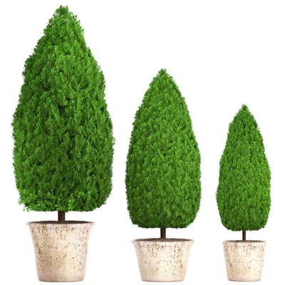 Collection of plants 127. Cupressus. garden trees, garden plants, cypress, thuja, pot, outdoor flowerpot — Ver 1