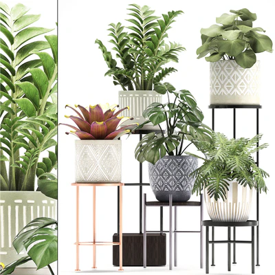 Collection of plants 333. Flower shelf, stand, Zamioculcas, monstera, Bromelia, Philodendron, houseplants, stand, Scandinavian style, flower — Ver 1