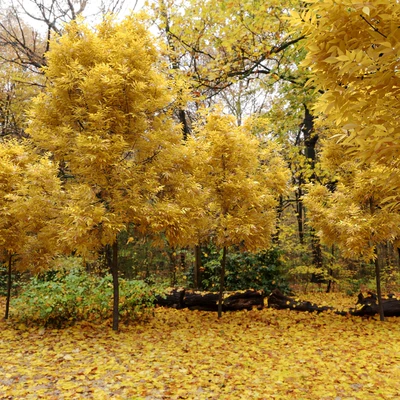 Ясень / Ash / Fraxinus #5 — Вид 6