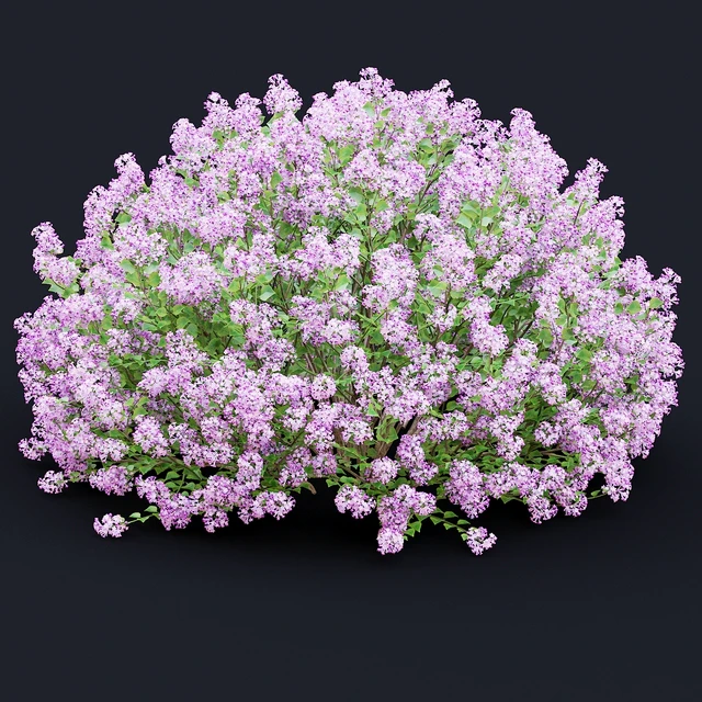 Mayers lilac bushes | Syringa meyeri — Descargar