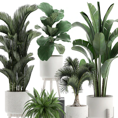 Collection of plants in white pots on legs with Dipsis palm, banana, fern, ficus lirata, strelitzia, ravenala. Set 573. — Ver 3