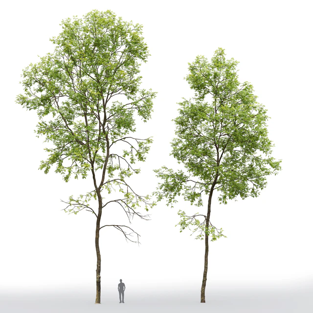Ясень | Ash-tree #6 (19.8-22.6m) — Скачать