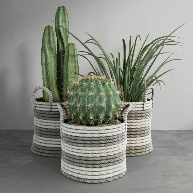 Cactus set — Descargar