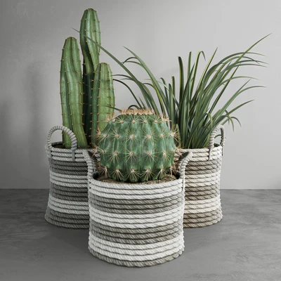 Cactus set — Ver 1