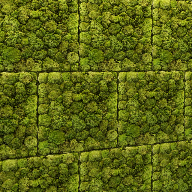 Stone and moss — Descargar