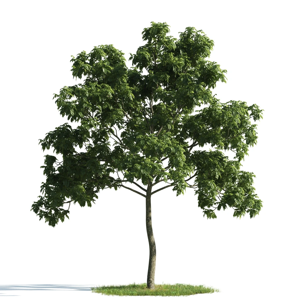 trees 052 — Descargar