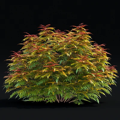 Рябинник рябинолистный кусты | Sorbaria sorbifolia v3 — Вид 4