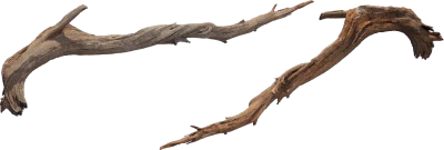 desert western tree log dead medium 002 — Descargar
