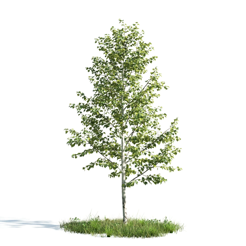 trees 010 — Descargar