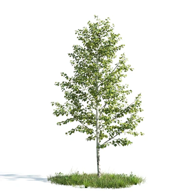 trees 010 — Descargar