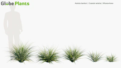 astelia banksii — скачать