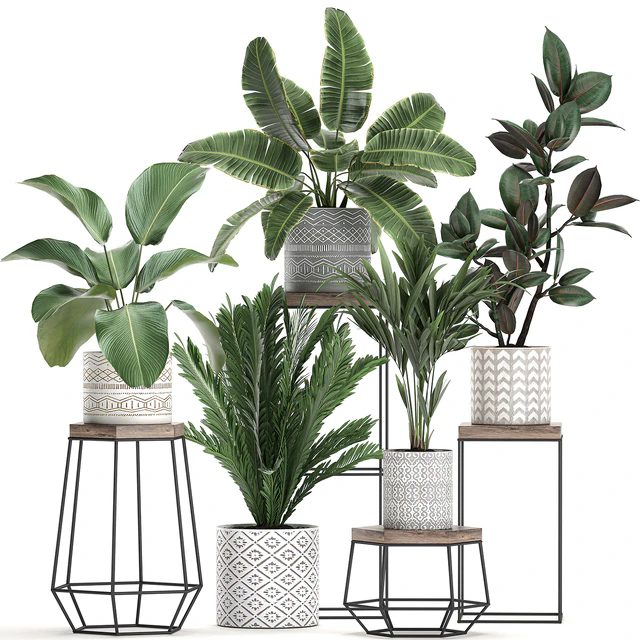 Коллекция маленьких растений на цветочной подставке в горшках с Пальма, фикус, стрелиция, полка с цветами. Набор 702 — Скачать