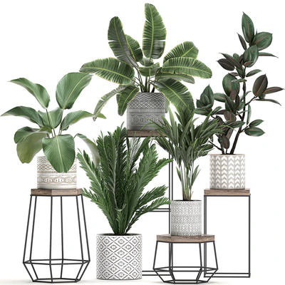 Коллекция маленьких растений на цветочной подставке в горшках с Пальма, фикус, стрелиция, полка с цветами. Набор 702 — Вид 2