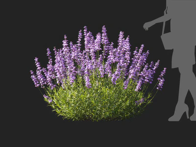 lavandula angustifolia 001 — Скачать