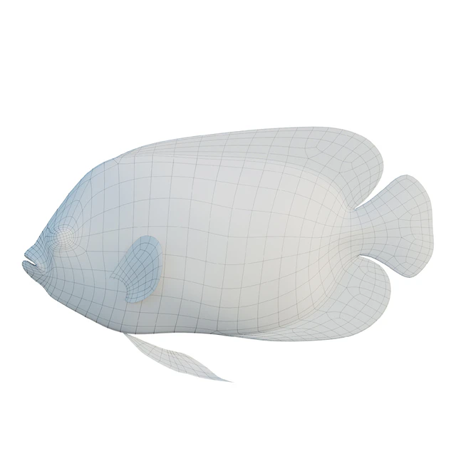 Blue girdled Angelfish set 03 — Скачать