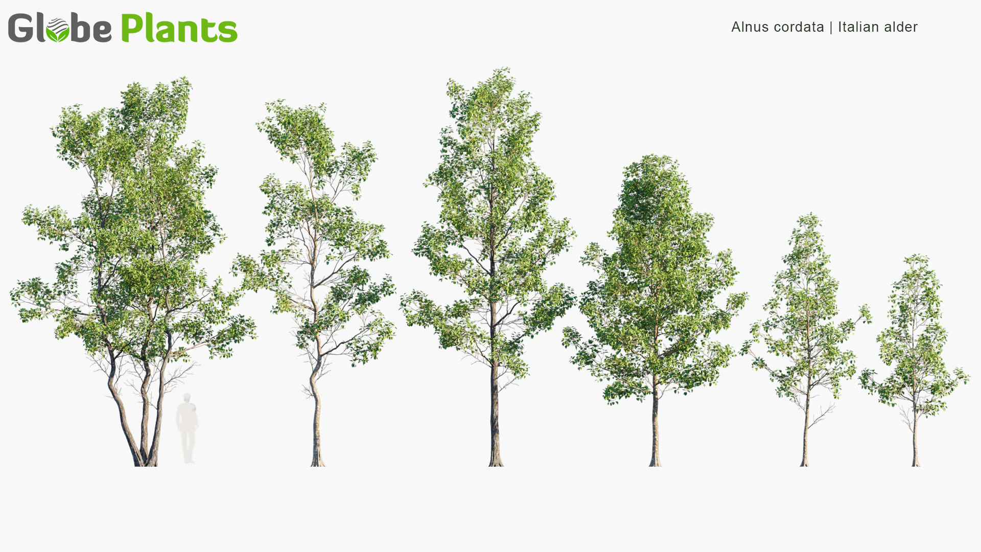 alnus cordata — Скачать