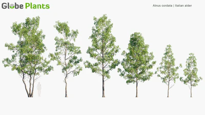 alnus cordata — скачать