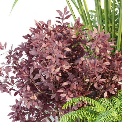 Outdoor Garden Plants Collection vol 136 — Вид 3
