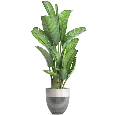 strelitzia, banana palm, bush, ravenala, pot, flowerpot, indoor banana, strelitzia — Ver 2