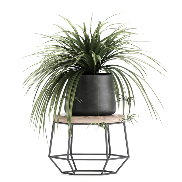 A collection of small plants on stands in black pots with Stefania Erecta, cactus, Philodendron. Set 899. — Descargar