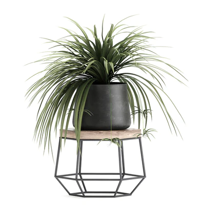 A collection of small plants on stands in black pots with Stefania Erecta, cactus, Philodendron. Set 899. — Ver 5