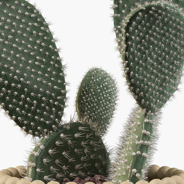 Plants collection 038 - Opuntia microdasys 03 — Descargar