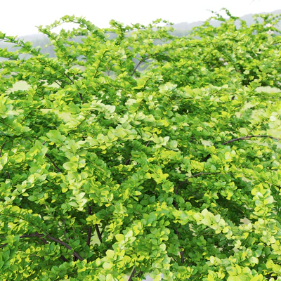 Berberis green Carpet #2 — View 2
