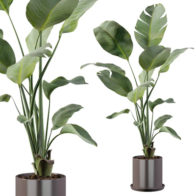 Plants collection 093 - strelitzia — Ver 1