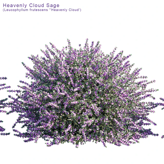 Heavenly Cloud Sage | Leucophyllum frutescens — Descargar