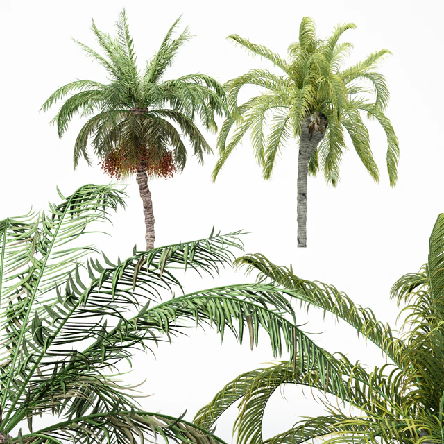 5diffrent tree-Date Palm-Queen Palm — Скачать