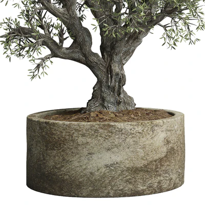 Collection outdoor plant 38 pot old olive tree concrete old vase — Ver 3