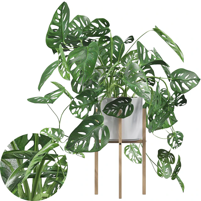 Plants collection 028 - Monstera monkey mask 02 — Descargar