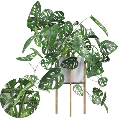 Plants collection 028 - Monstera monkey mask 02 — Ver 1