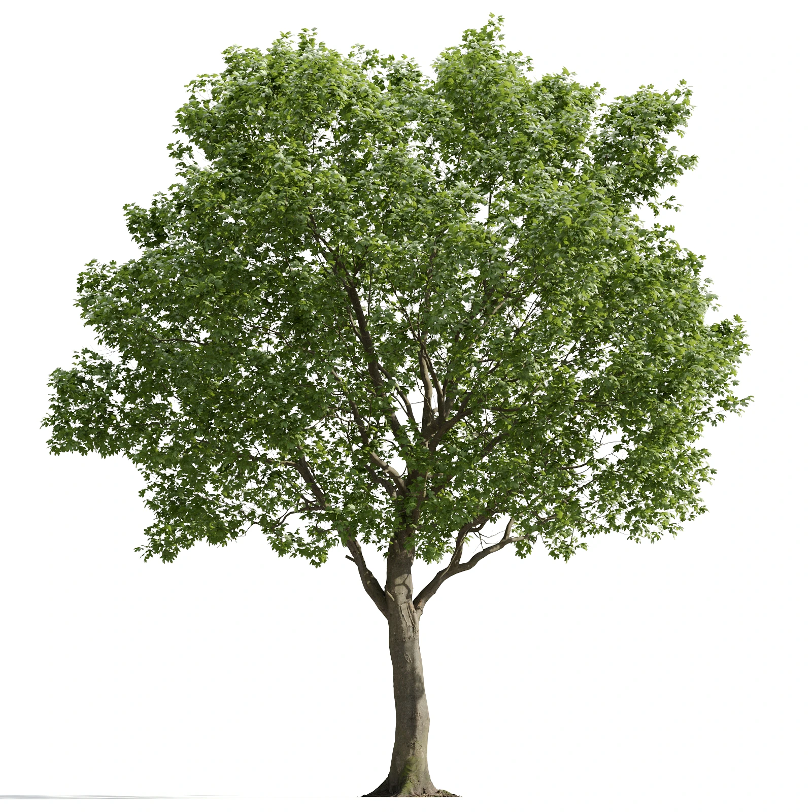 trees and barks 014 — Descargar
