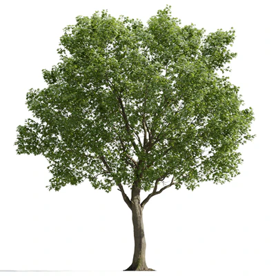 trees and barks 014 — Descargar